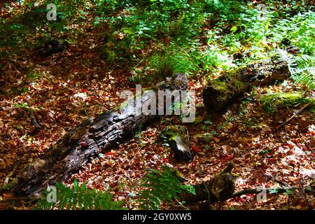 Questa immagine mostra un albero morto e marcio tra foglie e muschio e felci Foto Stock