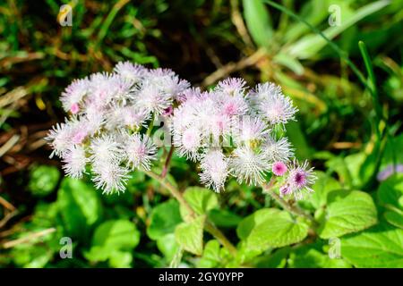 Grande gruppo di fiori rosa e bianchi di Ageratum houstonianum pianta comunemente conosciuta come lossflower, bluemink, blueweed o Pittbrush messicano in un gar Foto Stock