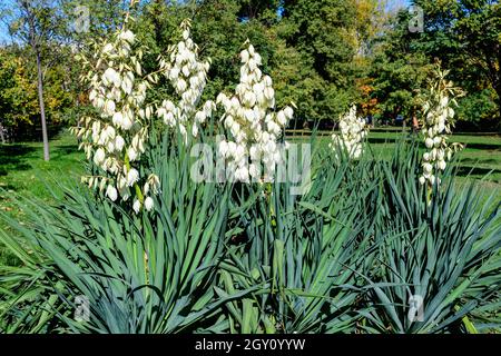 Molti delicati fiori bianchi della pianta di Yucca filamentosa, comunemente conosciuta come ago e filo di Adamo, in un giardino in una giornata estiva soleggiata, bellissimo outdo Foto Stock