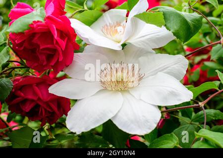 Un delicato fiore bianco clematide in un giardino di primavera soleggiato, bello sfondo floreale all'aperto fotografato con fuoco selettivo Foto Stock