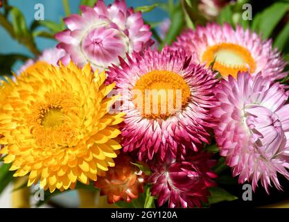 Primo piano di vivace e colorato bouquet primaverile di nativi australiani eterni Daisies, Xerochrysum bracteatum, famiglia Asteraceae. Endemico a tutti gli stati Foto Stock