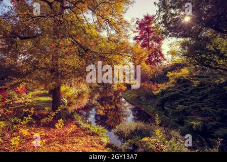 Foglie autunnali in Francia. Colori autunnali paesaggio Foto Stock