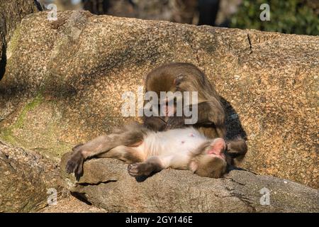 I babbuini dello zoo di Berlino che grooming i loro corpi, questo stabilisce e approfondisce i contatti sociali Foto Stock