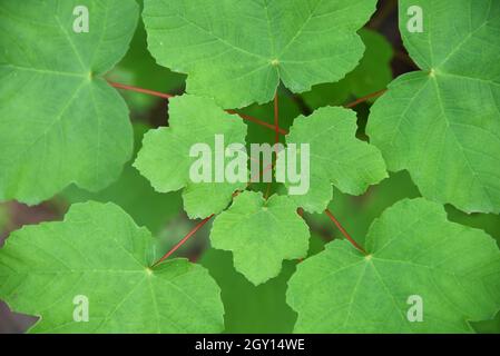 Foglie o foglia modello di acero italiano Acer opalus Foto Stock