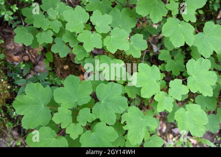 Foglie o foglia modello di acero italiano Acer opalus Foto Stock