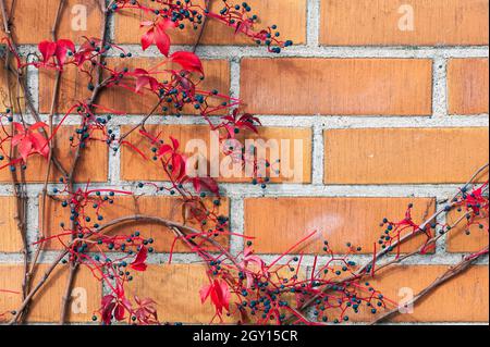 Virginia superriduttore Parthenocisis quinquefolia fogliame rosso e bacche in autunno Foto Stock