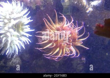Primo piano di anemoni marini sott'acqua Foto Stock