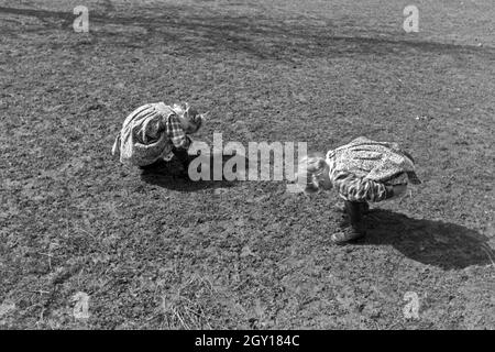 Zwei der Knipser Vierlinge beim Spielen auf einer Wiese, Deutschland 1930er Jahre. Due di Knipser's quadrupletto ragazze giocando su un prato, Germania 1930s. Foto Stock