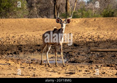 Un kudu toro semi-adulto isolato in un buco d'acqua di essiccazione nel paesaggio africano Foto Stock