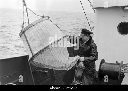 Makrelenfischerei vor der Insel Helgoland in der Nordsee, Deutschland 1940er Jahre. La pesca dello sgombro nelle vicinanze Helgoland al Mare del Nord, Germania 1940s. Foto Stock