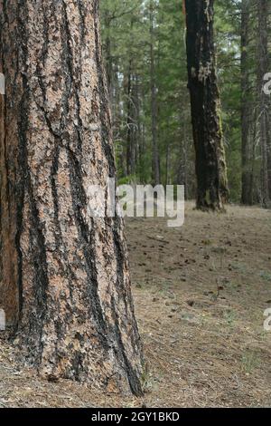 Pino Ponderosa sullo sfondo di una foresta vicino al fiume Metolius, Oregon. Foto Stock