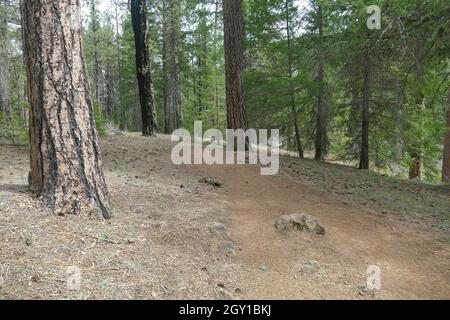 Pino Ponderosa sullo sfondo di una foresta vicino al fiume Metolius, Oregon. Foto Stock