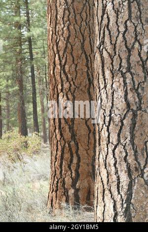 Pino su uno sfondo di foresta vicino al fiume Metolius, Oregon. Foto Stock