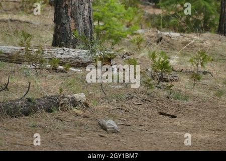 Pino Ponderosa sullo sfondo di una foresta vicino al fiume Metolius, Oregon. Foto Stock