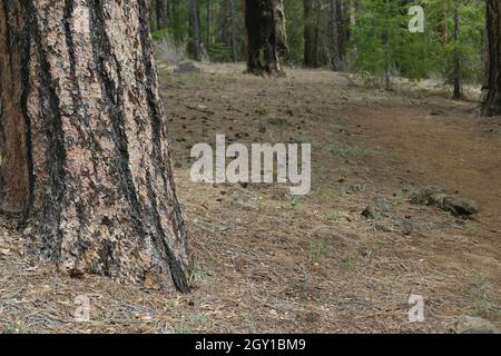 Pino Ponderosa sullo sfondo di una foresta vicino al fiume Metolius, Oregon. Foto Stock