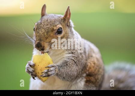 Scoiattolo grigio, anche scoiattolo grigio orientale (Sciurus carolinensis) munches su un pezzo di mela, close up, Regno Unito Foto Stock