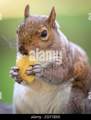 Scoiattolo grigio, anche scoiattolo grigio orientale (Sciurus carolinensis) munches su un pezzo di mela, close up, Regno Unito Foto Stock