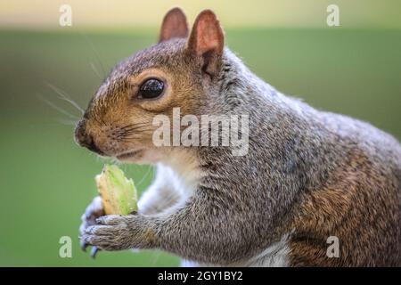 Scoiattolo grigio, anche scoiattolo grigio orientale (Sciurus carolinensis) munches su un pezzo di mela, close up, Regno Unito Foto Stock