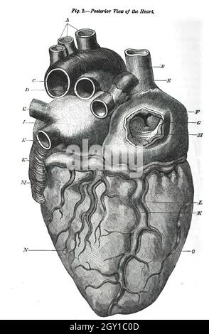 Pagina scansionata di un manuale di anatomia del 19 ° secolo. Foto Stock
