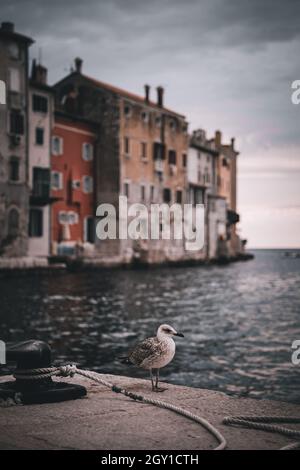 Colpo verticale di un gabbiano sulla riva di Rovigno, Croazia Foto Stock