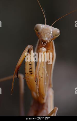 Mantide femminile europea (Mantis religiosa) Foto Stock