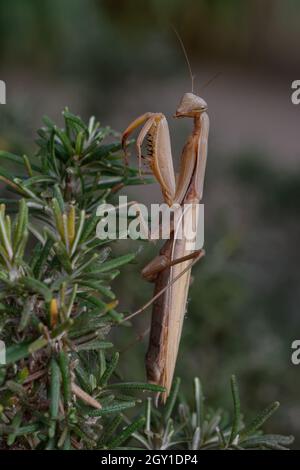 Mantide femminile europea (Mantis religiosa) Foto Stock