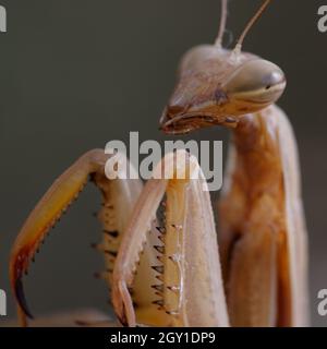 Mantide femminile europea (Mantis religiosa) Foto Stock