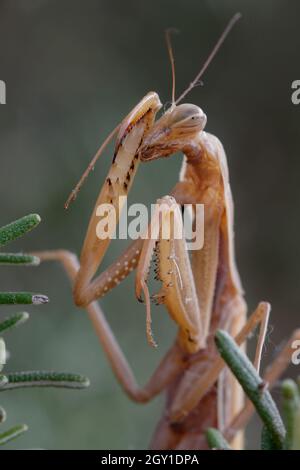 Mantide femminile europea (Mantis religiosa) Foto Stock