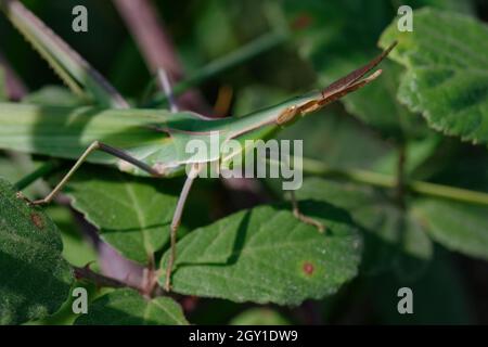 Agricola ungarica (comune cavalletta a testa conica, o cavalletta a punta conica, o cavalletta con faccia inclinata mediterranea) Foto Stock