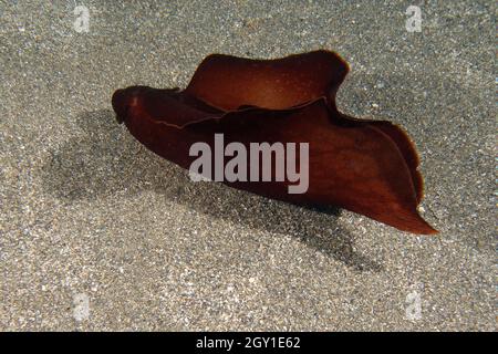 Lepre di mare chiazzato o lepre di mare di Sooty (Aplysia fasciata) nel Mediterraneo Foto Stock