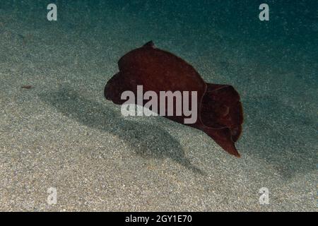 Lepre di mare chiazzato o lepre di mare di Sooty (Aplysia fasciata) nel Mediterraneo Foto Stock