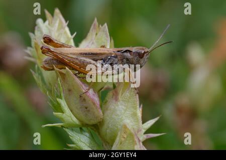 Grasshopper (Chorthippus albicarius) su una pianta Foto Stock