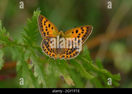 Rame femmina scarso (Lycaena vergaureae) su una foglia Foto Stock