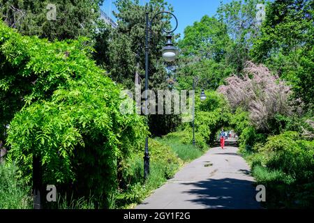 Bucarest, Romania, 9 maggio 2021:paesaggio giardino minimalista con alberi di tiglio e foglie verdi vicino a un vicolo grigio in una soleggiata giornata estiva a Cismigiu Gard Foto Stock