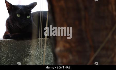 Il gatto nero siede sul muro Foto Stock