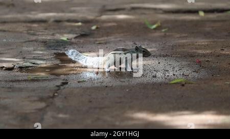 Uno degli scoiattoli si trova a terra Foto Stock