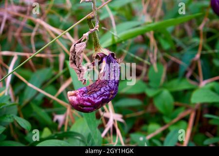 Melanzana soprammatura in giardino. Verdure rotte. Brutto concetto di prodotto Foto Stock