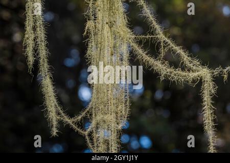 Old Man's Beard, Usnea longissima, che cresce su un conifer nella zona delle scale del Parco Nazionale Olimpico, Washington state, USA Foto Stock