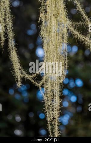 Old Man's Beard, Usnea longissima, che cresce su un conifer nella zona delle scale del Parco Nazionale Olimpico, Washington state, USA Foto Stock