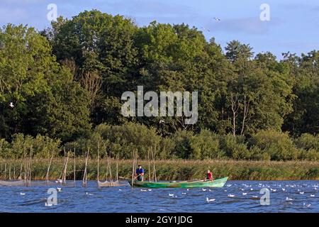 Due pescatori in barca a remi / barca a remi controllo catture in reti da pesca nel lago in estate, Meclemburgo Pomerania occidentale, Germania Foto Stock