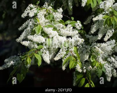 Fiori di primavera in cluster bianchi con foglie verdi Foto Stock