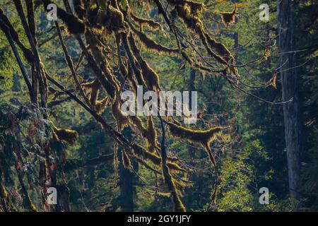 Icicle Moss, Isothecium stoloniferum, su rami lungo il sentiero nella zona delle scale, Olympic National Park, Washington state, USA Foto Stock