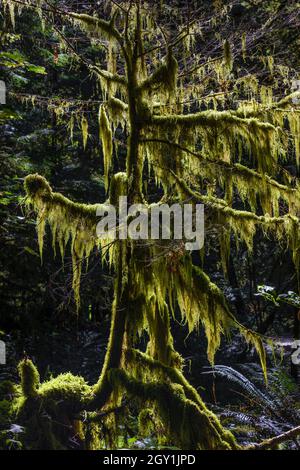 Icicle Moss, Isothecium stoloniferum, su rami lungo il sentiero nella zona delle scale, Olympic National Park, Washington state, USA Foto Stock