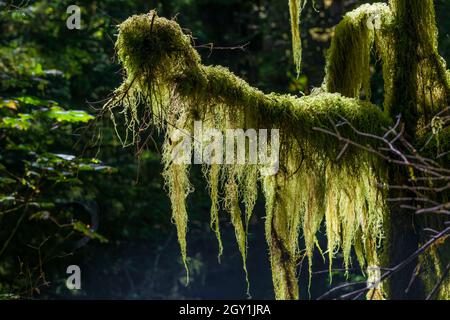 Icicle Moss, Isothecium stoloniferum, su rami lungo il sentiero nella zona delle scale, Olympic National Park, Washington state, USA Foto Stock