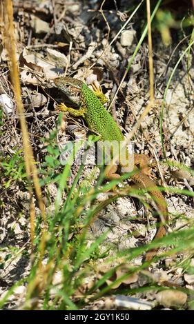 Lucertola verde europea - Lacerta viridis, verticale Foto Stock