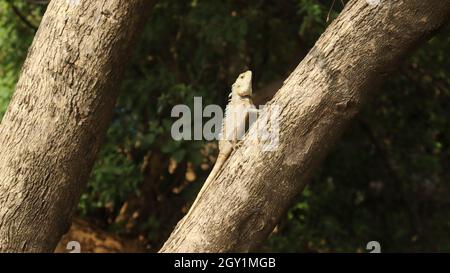 Giardino orientale lucertola rettile è in piedi nell'albero Foto Stock