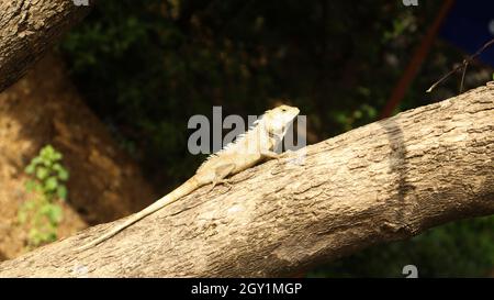 Giardino orientale lucertola rettile è in piedi nell'albero Foto Stock