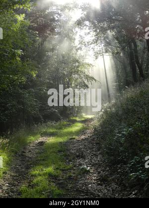 raggi mistici del sole in una foresta nebulosa Foto Stock