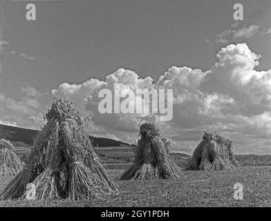 Aufgeschichtete Heustapel auf einem Feld, Deutschland 1930er Jahre. Punti metallici di fieno in un campo, Germania 1930s. Foto Stock