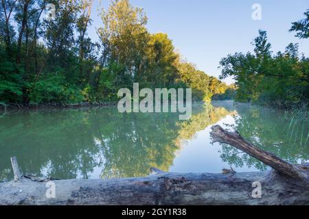Szigetköz (Isola di Rye, Kleine Schüttinsel): Anabranch, braccio del Danubio, foresta in , Györ-Moson-Sopron, Ungheria Foto Stock